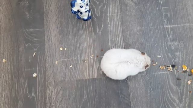 Хомяк и Кролик (кто быстрее сьест?) баттл #2 смотреть онлайн