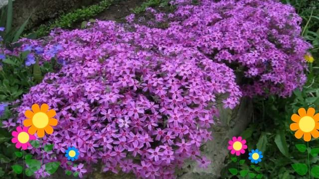 Флокс шиловидный. Краткий обзор, описание характеристик, где купить саженцы, крупномеры смотреть онлайн