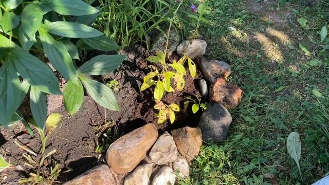 САЖАЮ в августе Розы из коробок, флоксы из пакетов с Леруа Мерлен. Куплены в феврале + находка