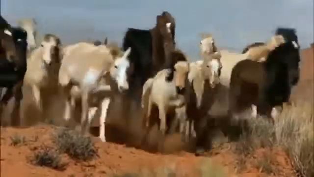 НИКТО ТЕБЯ НЕ ЛЮБИТ ТАК, КАК Я- исп. Галочка смотреть онлайн