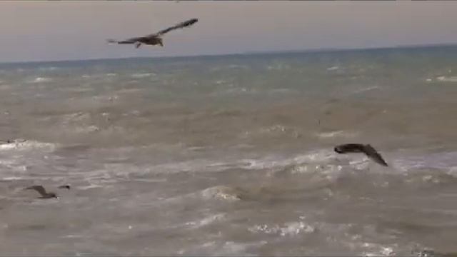 *САМЫЙ ЛУЧШИЙ РЕЛАКС - Шум моря и чайки. Релаксация для сна и здоровья нервной системы. смотреть онлайн