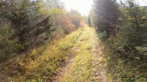 Охота с Фокстерьером на рябчика в Манской тайге. Красноярский край, Восточный Саян.