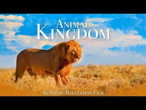 Animal Kingdom 4K - Scenic Wildlife Film With Calming Musiс
