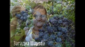 Grape ВИНОГРАД ЗАГАДКА ШАРОВА