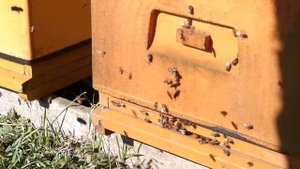 Кочевая  пасека. пчеловодство в Польше ,медосборы ,цена  на мед ,улей великопольский ППУ , ППС