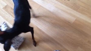 Русский Мини Той Терьер Russian Mini Toy Terrier мой собакин