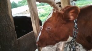 Телята слепнут