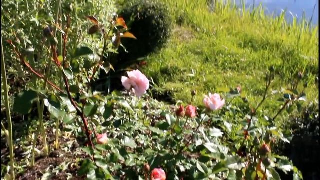 Роза Абрахам Дерби в моём саду - 2020. Abraham Darby (Austin Великобритания, 1985) смотреть онлайн