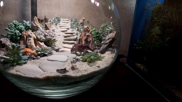 Пустыня юрского периода. Флорариум из суккулентов. смотреть онлайн