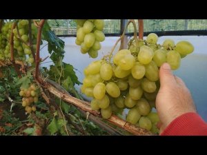 Перцовый красный, Ранний палыча и другие формы винограда.