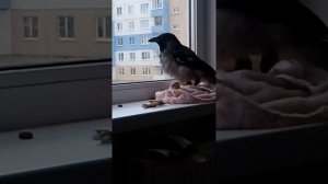 домашняя ворона "Карыч" каркает на окне