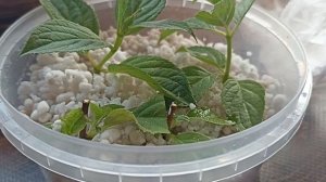 УКОРЕНЕНИЕ ГОРТЕНЗИИ НА ОКНЕ В ПЕРЛИТЕ