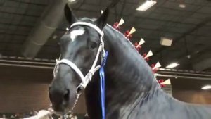 2 Першероны  мир