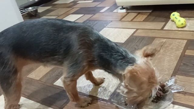 Как я кормлю собаку Элис. Консервы Органикс. смотреть онлайн