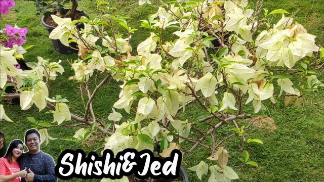 Make A Bougainvillea Tree By Pruning | More Blooms With Hard Pruning | More Blooms On Bougainvillea смотреть онлайн