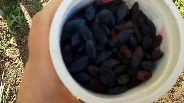 Поспела жимолость!/ НА ДАЧЕ смотреть онлайн