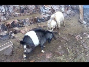 Козы Карачаевской Породы