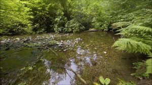 Forest river. Sounds of nature - Лесная река. Звуки живой природы