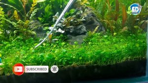 How to trim Marsilea hirsuta carpet