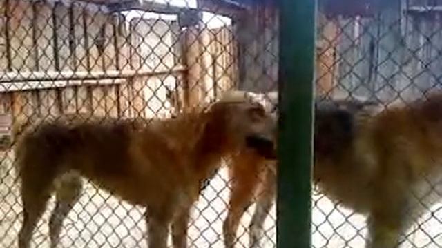 Русские гончие собаки видео смотреть онлайн