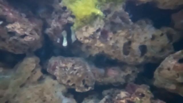 Крым 20.09.2019 Алушта!!! Кормим крокодилов! Черепаха-охотник! Мармозетки! смотреть онлайн