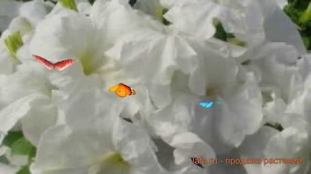Петуния грандифлора Лимбо Джи Пи Вайт ? обзор: как сажать, семена петунии Лимбо Джи Пи Вайт смотреть онлайн