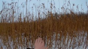 КАК В НАШЕМ КОЛХОЗЕ НА ЛИСИЦ ОХОТЯТСЯ (18+)