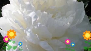 Пион молочноцветковый Lillian Wild. Краткий обзор, описание характеристик, где купить саженцы