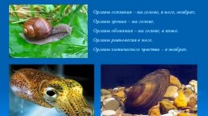 Тип Моллюски.AVI