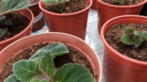 Пышное цветение Глоксиний. Удобрение, полив, освещение. Часть 4