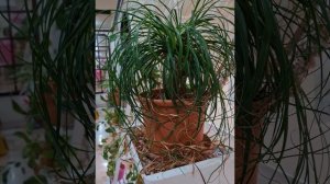 نباتنبات النولينا Nolina recurvata و رجل الفيل نبات داخلي #garden  #gardening