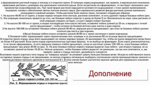 Огурец. Какие растения садить рядом с огурцом?