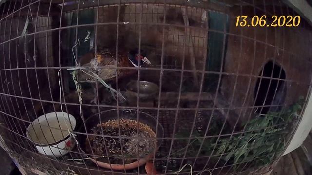 Знакомые зимой поймали фазана, отдали мне бесплатно. Возможно это мой первый фазан по кличке Бегуно смотреть онлайн