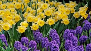 To a Daffodil Poem by William Wordsworth. Singing and arrangements by Duncan Ferguson