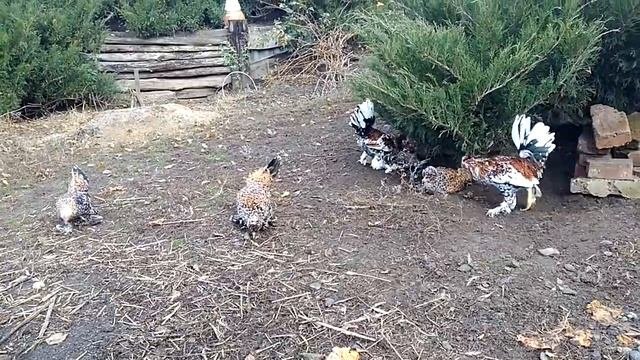 Карликовые, декоративные куры:  алтайские бентамки и мильфлер.