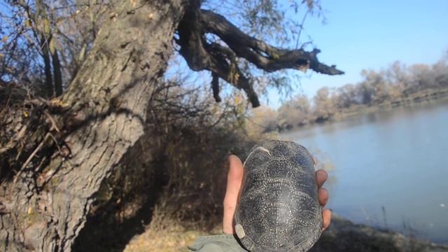 Панцирь дохлой черепахи смотреть онлайн