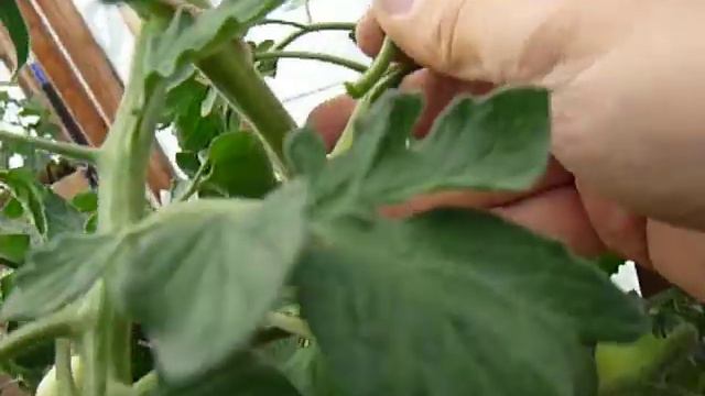 Tomato pruning/ Пасынкование помидор смотреть онлайн