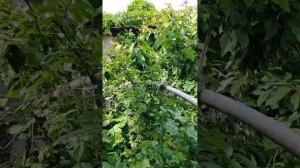 КУКУРУЗА И ГОРОХ - выращивание на улице в контейнерах !