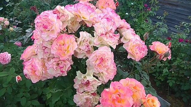 Розочка Ландлуст. смотреть онлайн