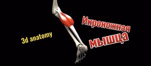 3d anatomy. Икроножная мышца.