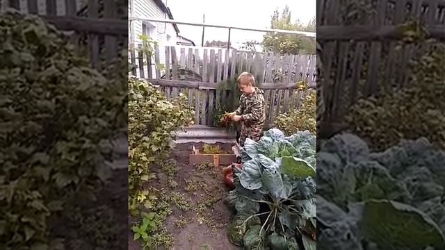 Кладём мох на грядку смотреть онлайн