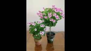 Angel eyes Pelargonium Quantock Kirsty   콴탁 커스티