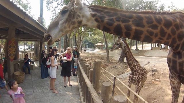 Зоопарк Чангмая. Часть-2 Жирафы, страусы, зебры смотреть онлайн