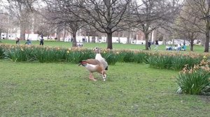 Весенняя прогулка  в St. James Park.