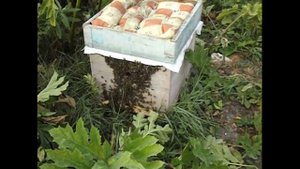 пчелы в августе выкучиваются из улья