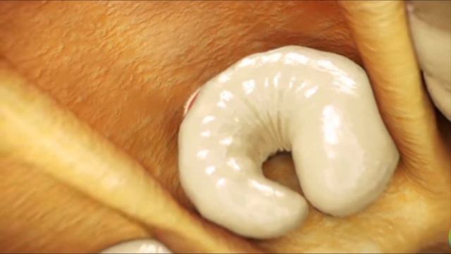 Полный цикл развития клеща Варроа. смотреть онлайн