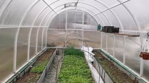 Теплица. Устройство и как разместить посадки. Кадры лета 2020.