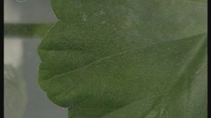 Испарение воды ОПЫТ биология 7 кл.mp4