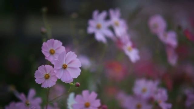 ?МУЗЫКА ЦВЕТОВ.?Очень Красивая Музыка для Души? смотреть онлайн