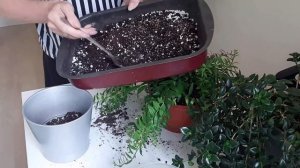 Гипоцирта (золотая рыбка)